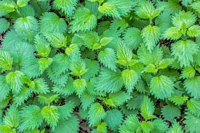 Уртика уренс (Urtica urens). Изучаем гомеопатические средства